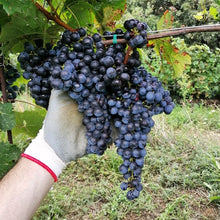 Carica l'immagine nel visualizzatore di Gallery, 4-Dì IGT Sebino Rosso bio 2020 - Pianora