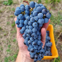 Carica l'immagine nel visualizzatore di Gallery, Pendio vino biologico IGT Sebino Rosso 2020 - Pianora