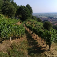 Carica l'immagine nel visualizzatore di Gallery, Tersicore vino biologico IGT Sebino Rosso 2021 - Pianora