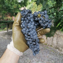Carica l'immagine nel visualizzatore di Gallery, Tersicore vino biologico IGT Sebino Rosso 2021 - Pianora