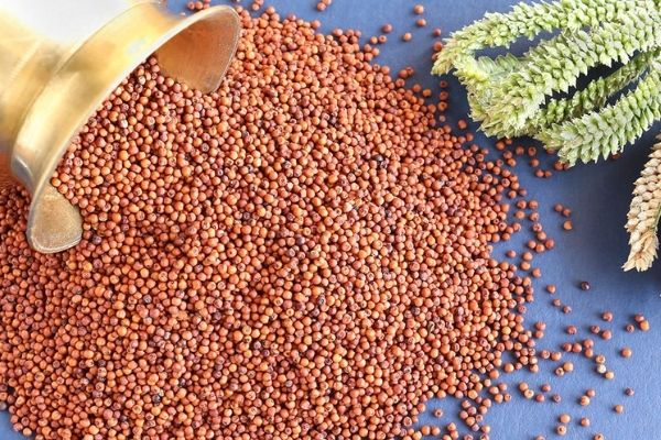 Il miglio bruno selvatico. Quali sono le sue proprietà nutrizionali? Contiene glutine?