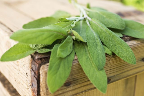 Caldo e sudorazione eccessiva: la Salvia come rimedio naturale