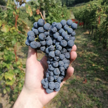 Carica l&#39;immagine nel visualizzatore di Gallery, Box degustazione vini del Monteofano / Franciacorta - bio e naturale Pianora
