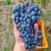 Carica l&#39;immagine nel visualizzatore di Gallery, Pianora ricetta XII Vermouth rosso - Pianora
